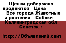 Щенки добермана  продаются › Цена ­ 45 000 - Все города Животные и растения » Собаки   . Калининградская обл.,Советск г.